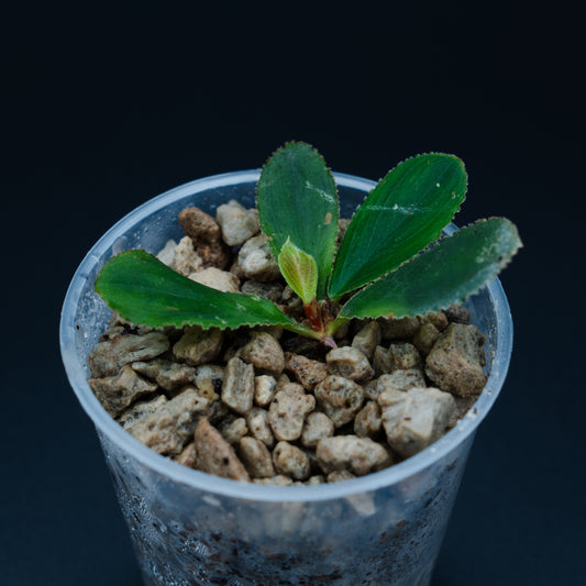 Homalomena cf. doctersii