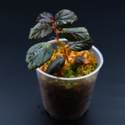 Begonia inggitiae