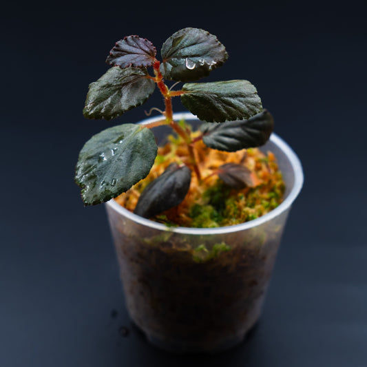 Begonia inggitiae
