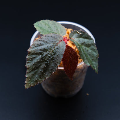 Begonia sp. Sekadau