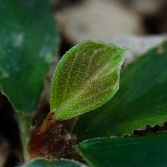 Homalomena cf. doctersii