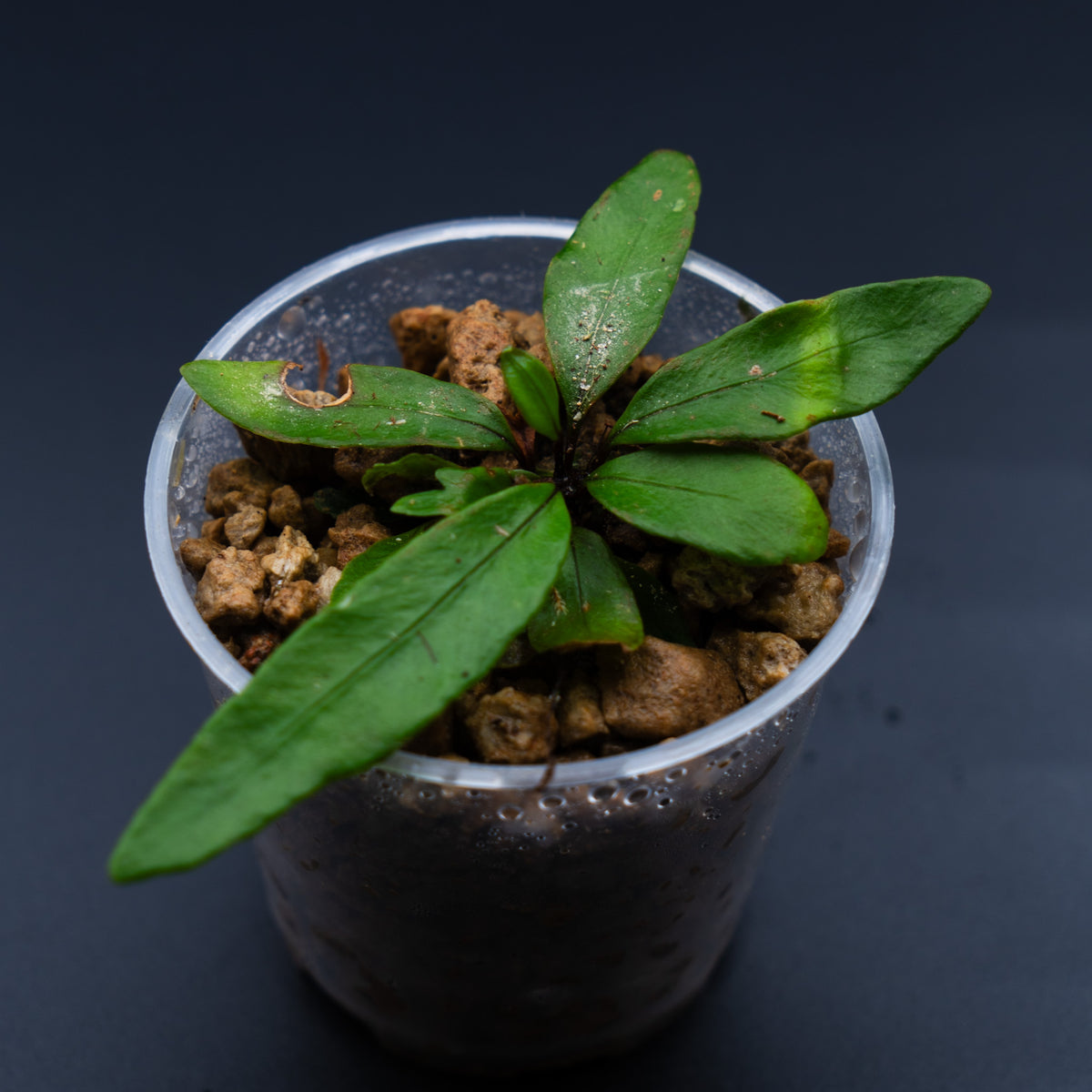 Diplazium sp.
