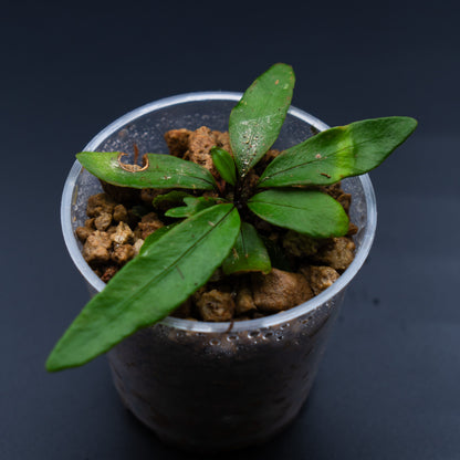 Diplazium sp.