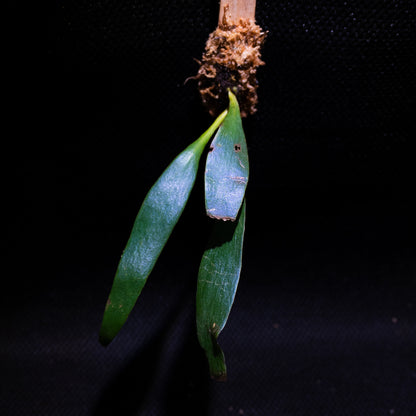 Anthrophyum sp.