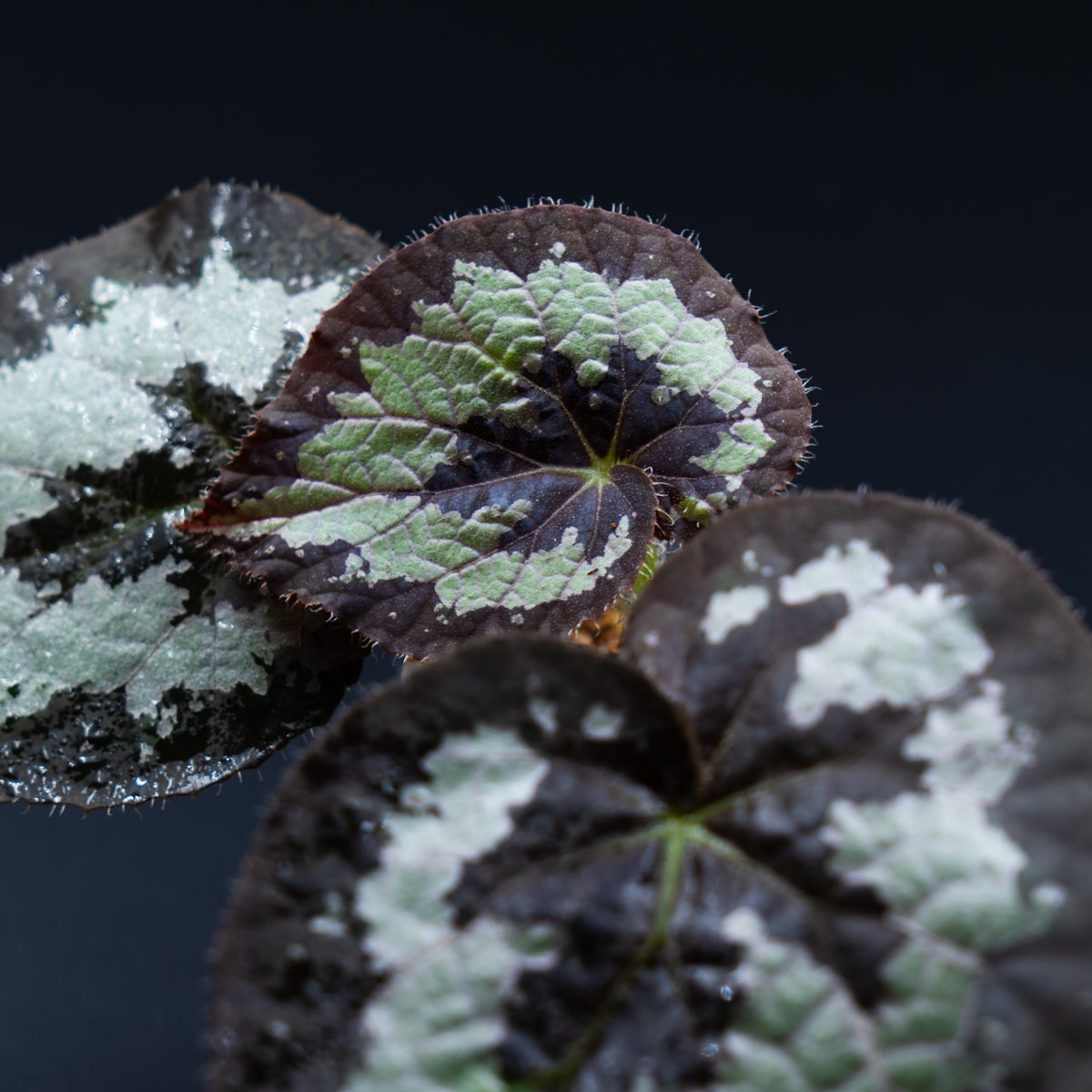Begonia sp. Rex Malaysia