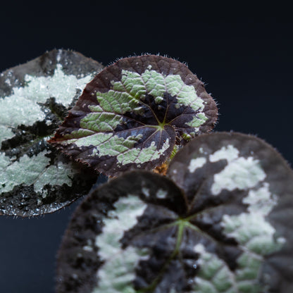 Begonia sp. Rex Malaysia