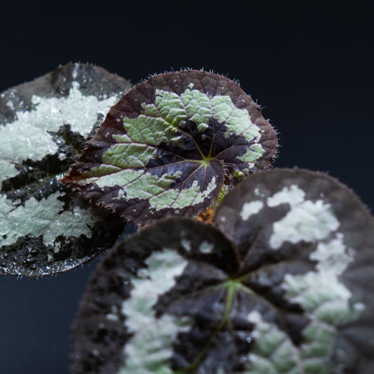 Begonia sp. Rex Malaysia