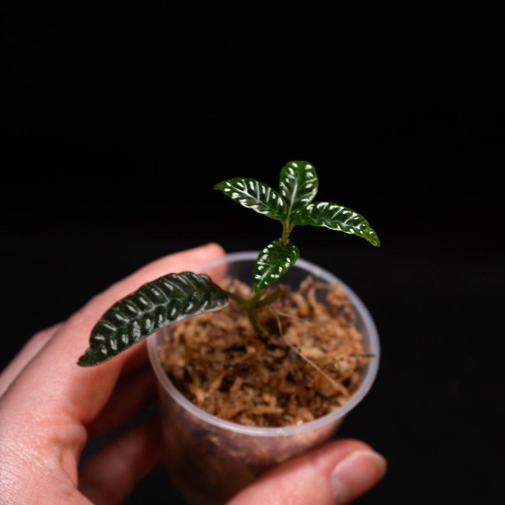 Ardisia cf. odontophylla