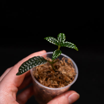 Ardisia cf. odontophylla