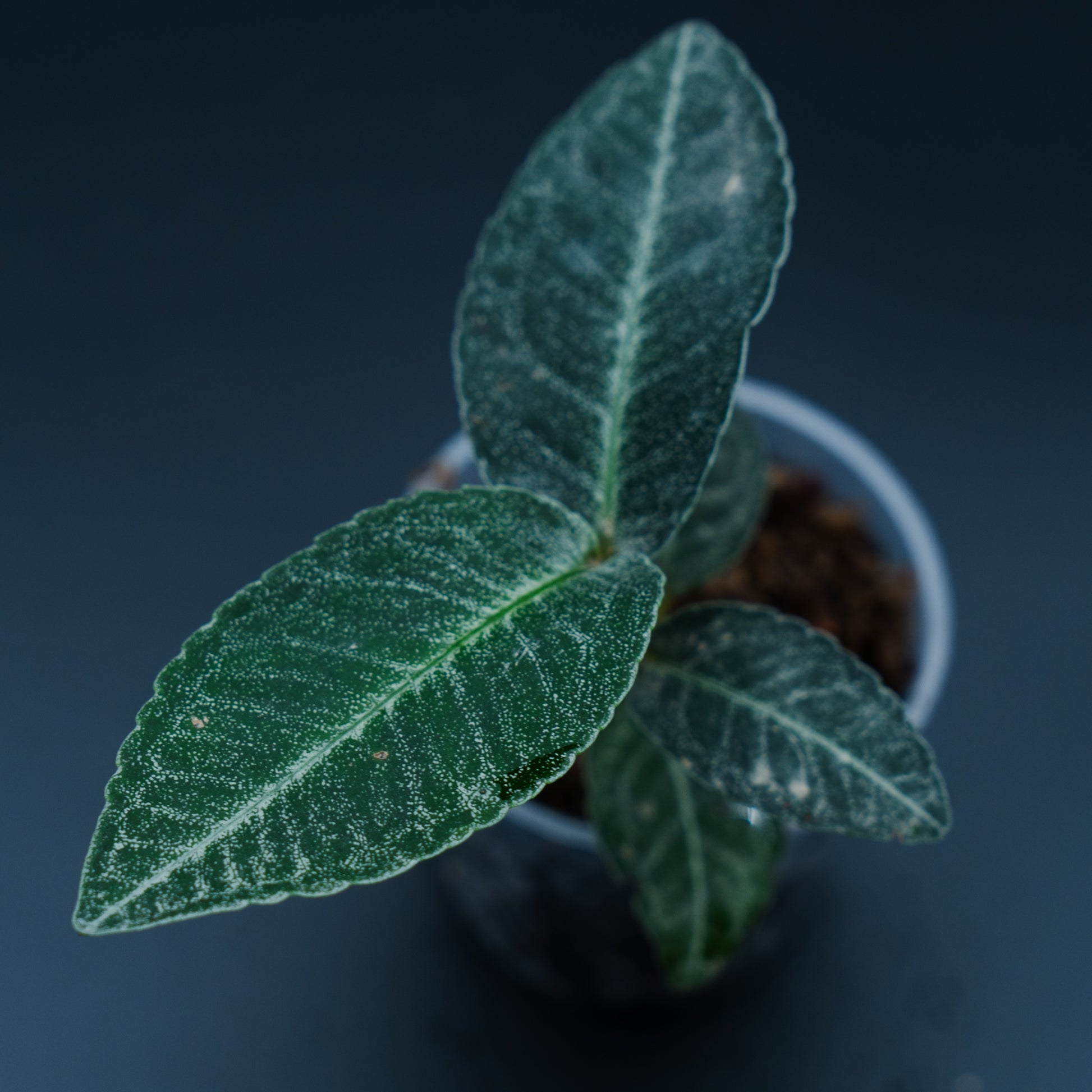 Ardisia sp.