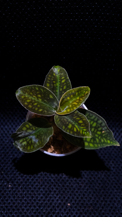 Cystorchis cf. variegata