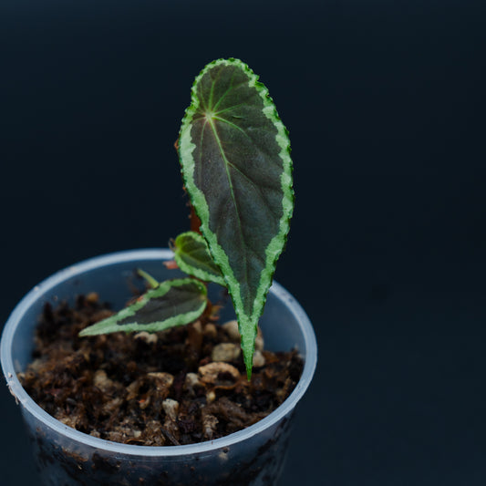 Begonia cf. baramensis