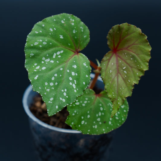 Begonia cf. propinqua