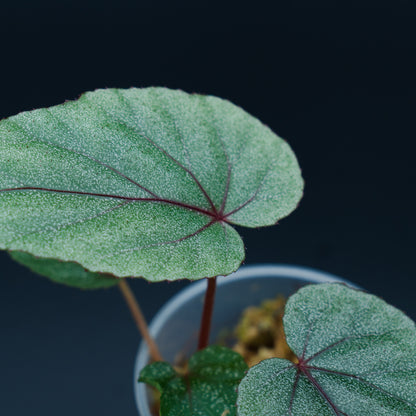 Begonia handelii 