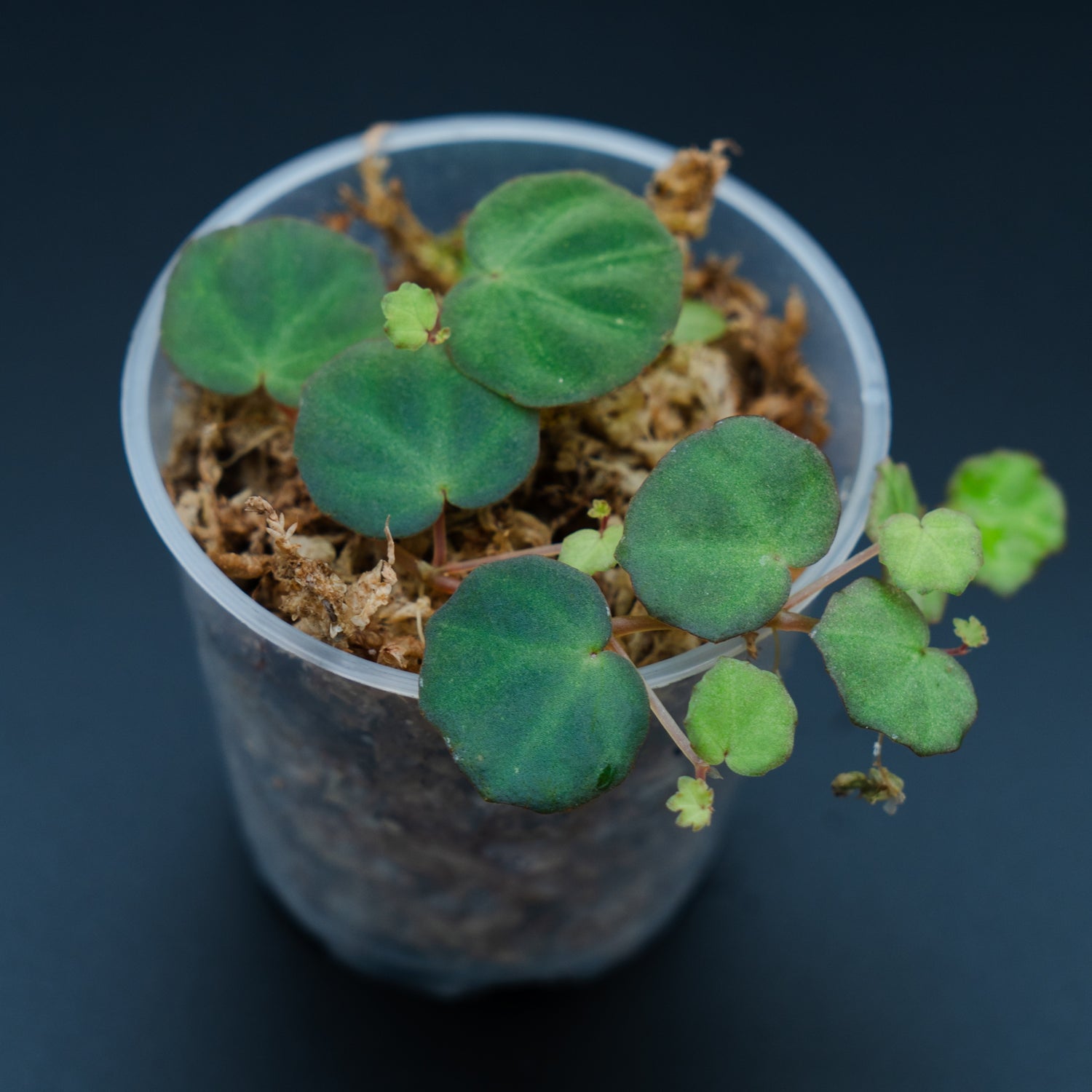 Begonia lichenora