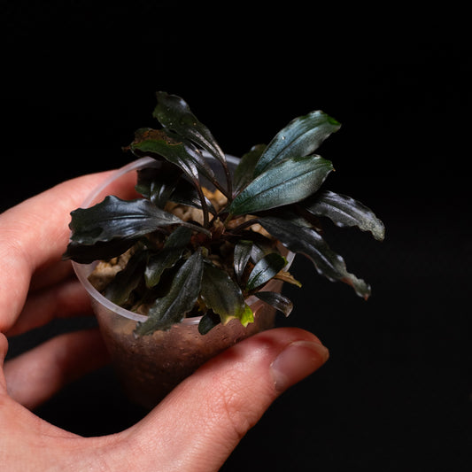 Bucephalandra sp.