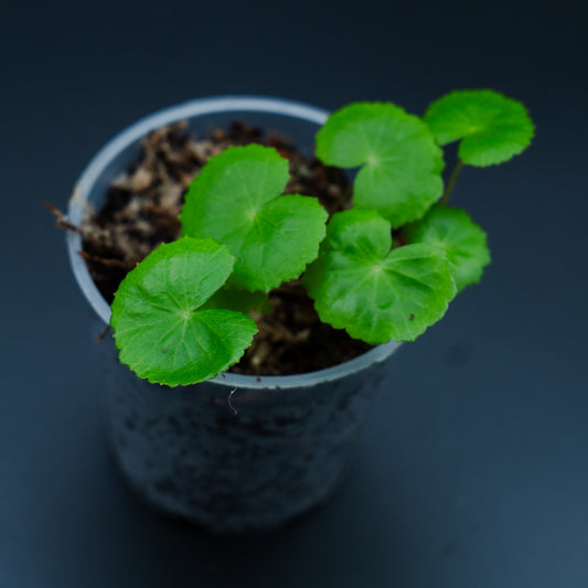Centella asiatica