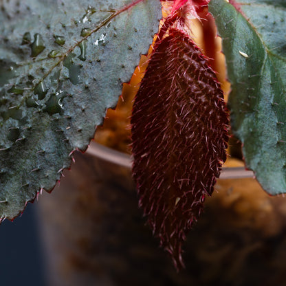 Begonia sp. Sekadau