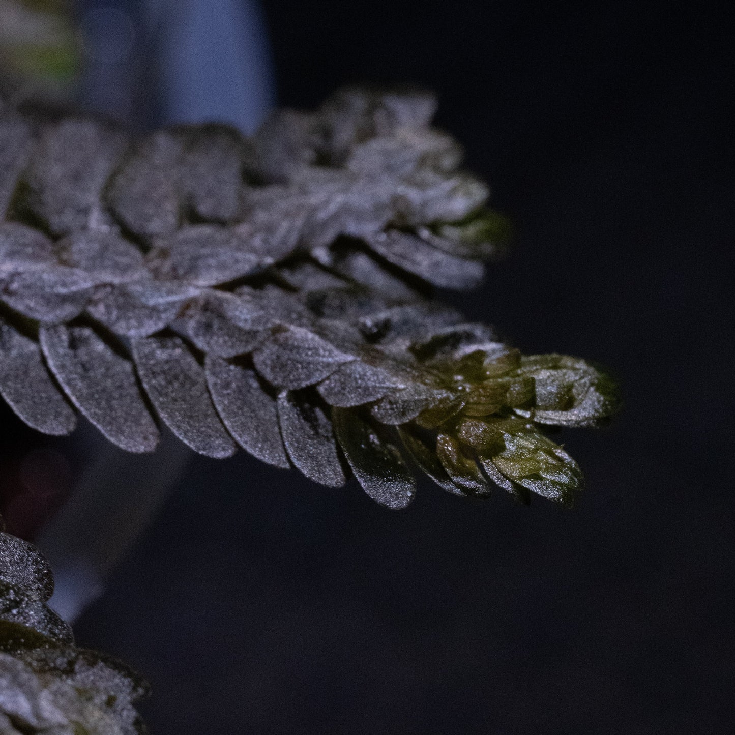 Selaginella aff. intermedia "Black"