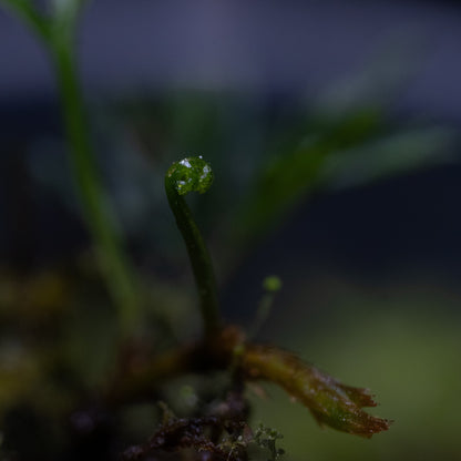 Davallia parvula