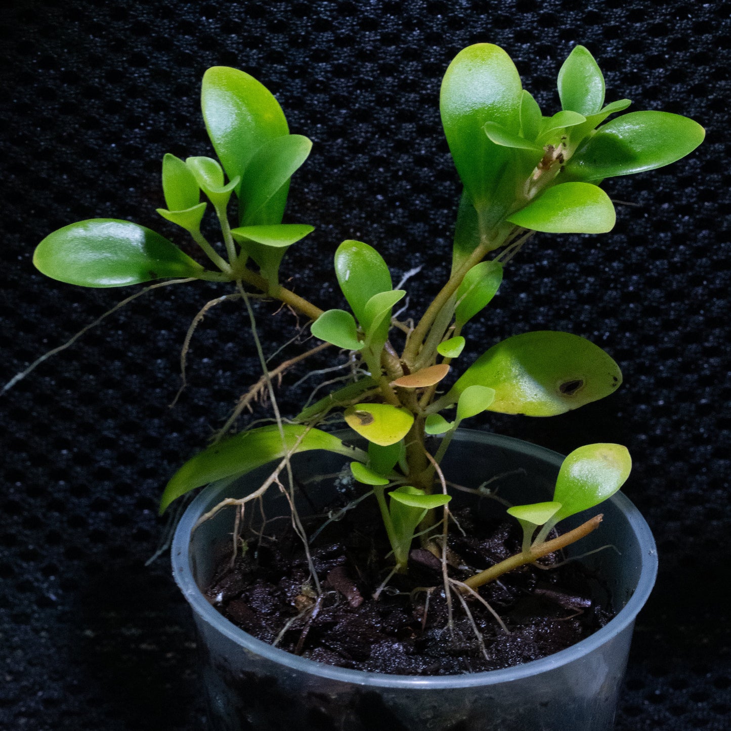 Pachycentria glauca