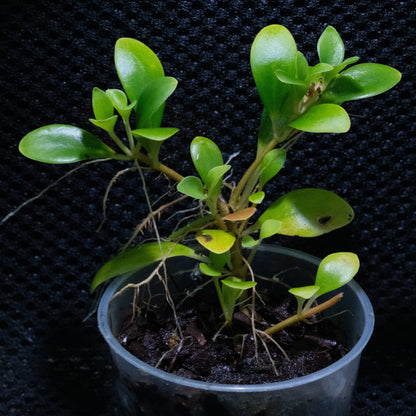 Pachycentria glauca