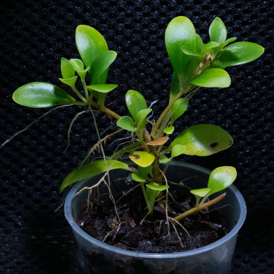 Pachycentria glauca