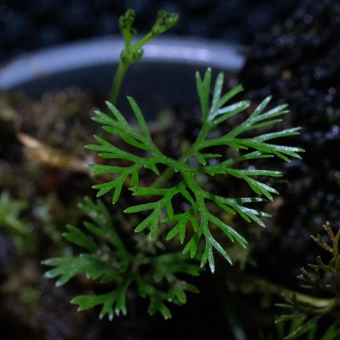 Davallia parvula