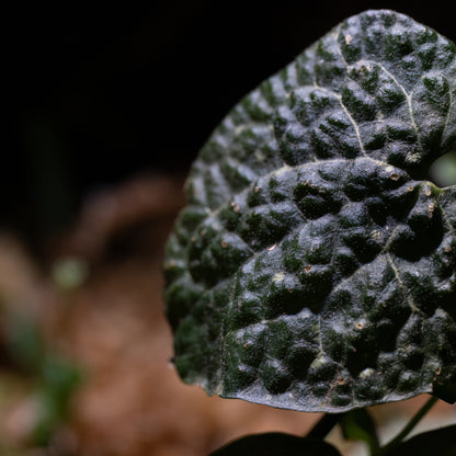 Piper aff. clypeatum