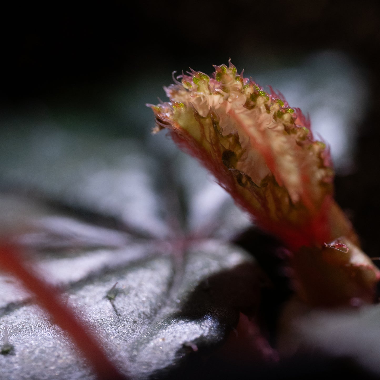 Begonia aff. baik "Silver"