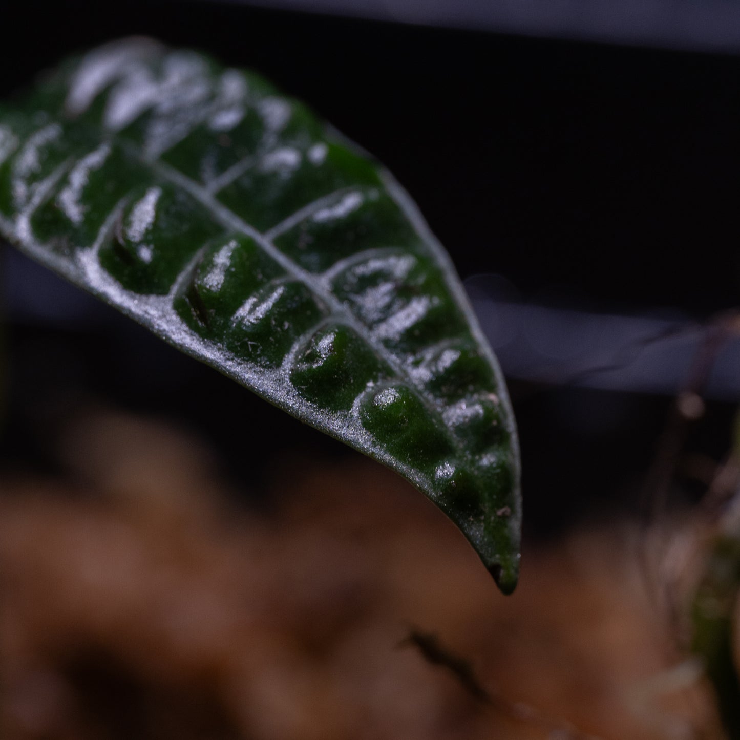 Ardisia cf. odontophylla