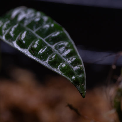 Ardisia cf. odontophylla