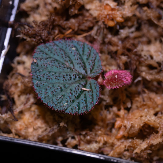 Begonia aff. baik "Blue"