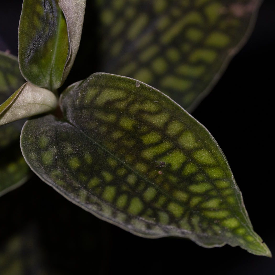 Cystorchis cf. variegata