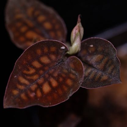 Cytorchis cf. stenoglosa