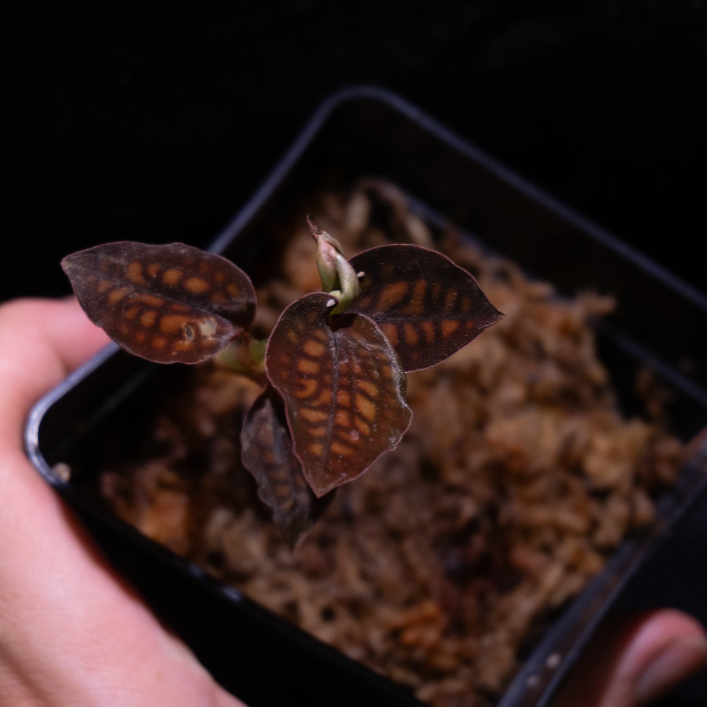 Cytorchis cf. stenoglosa