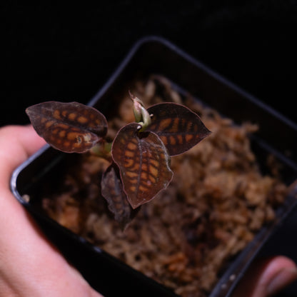 Cytorchis cf. stenoglosa