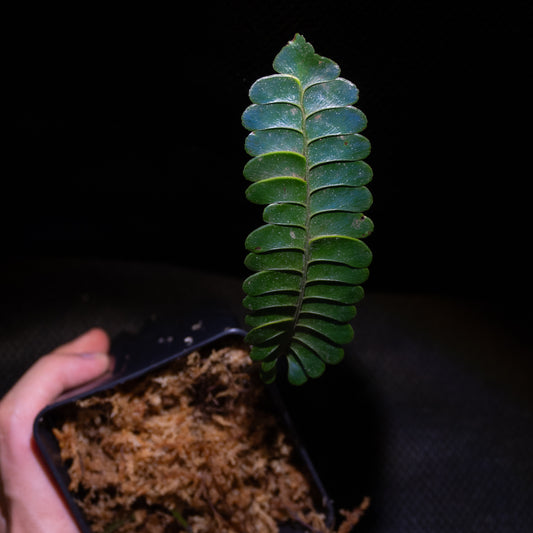 Lindsaea doryphora