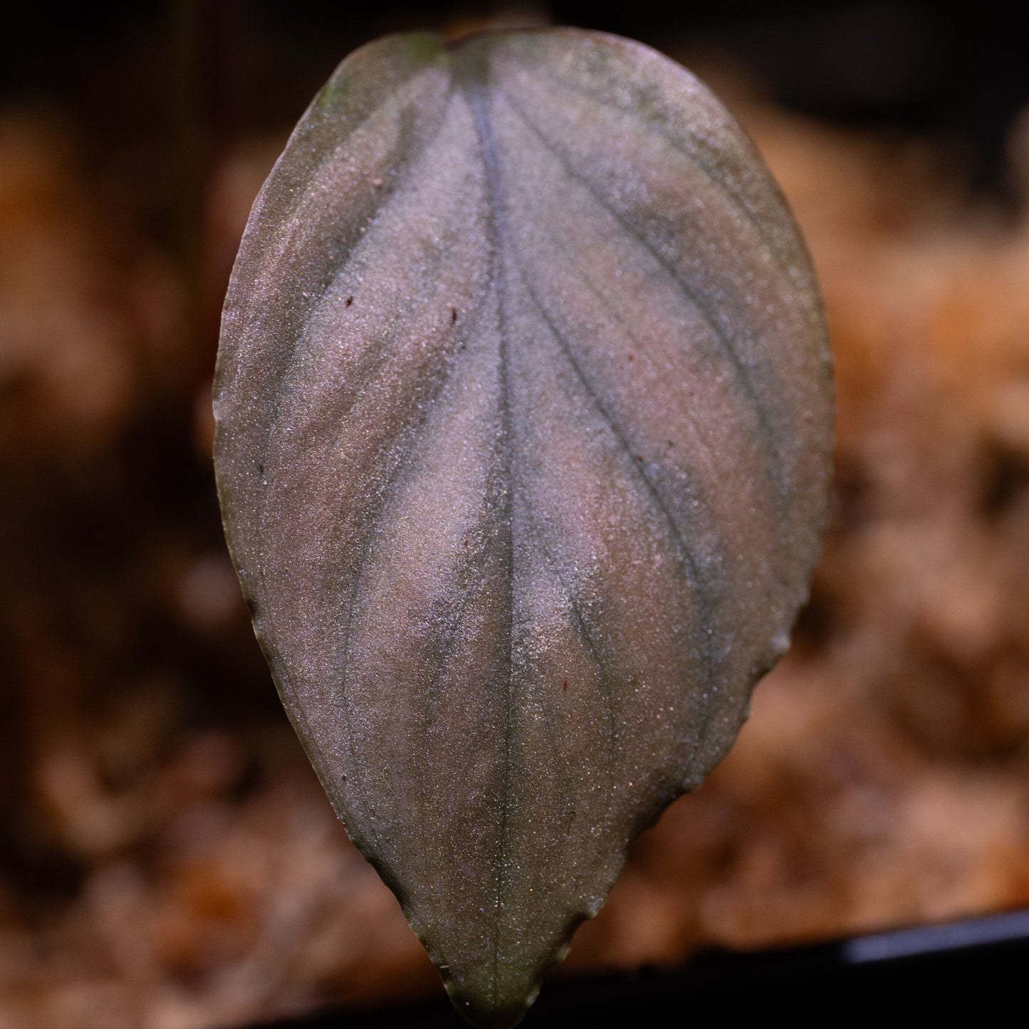 Homalomena sp. "Silver"