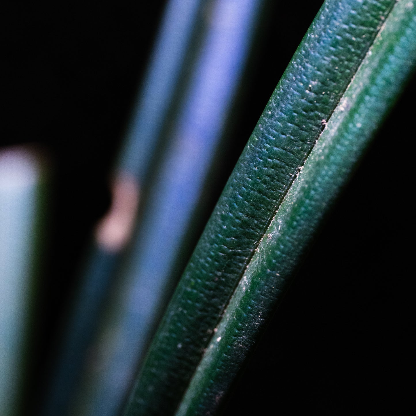 Mapania caudata