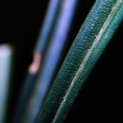 Mapania caudata