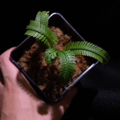 Selaginella sp. Serimbu