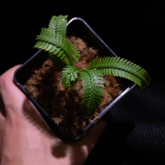 Selaginella sp. Serimbu