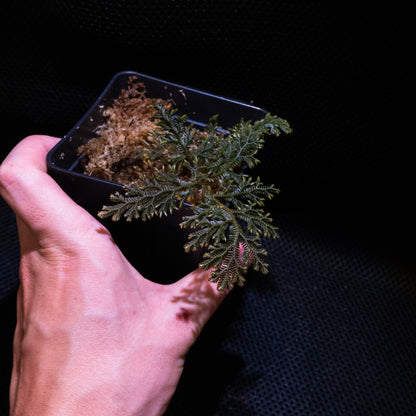 Selaginella sp.