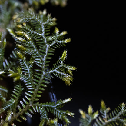 Selaginella sp.