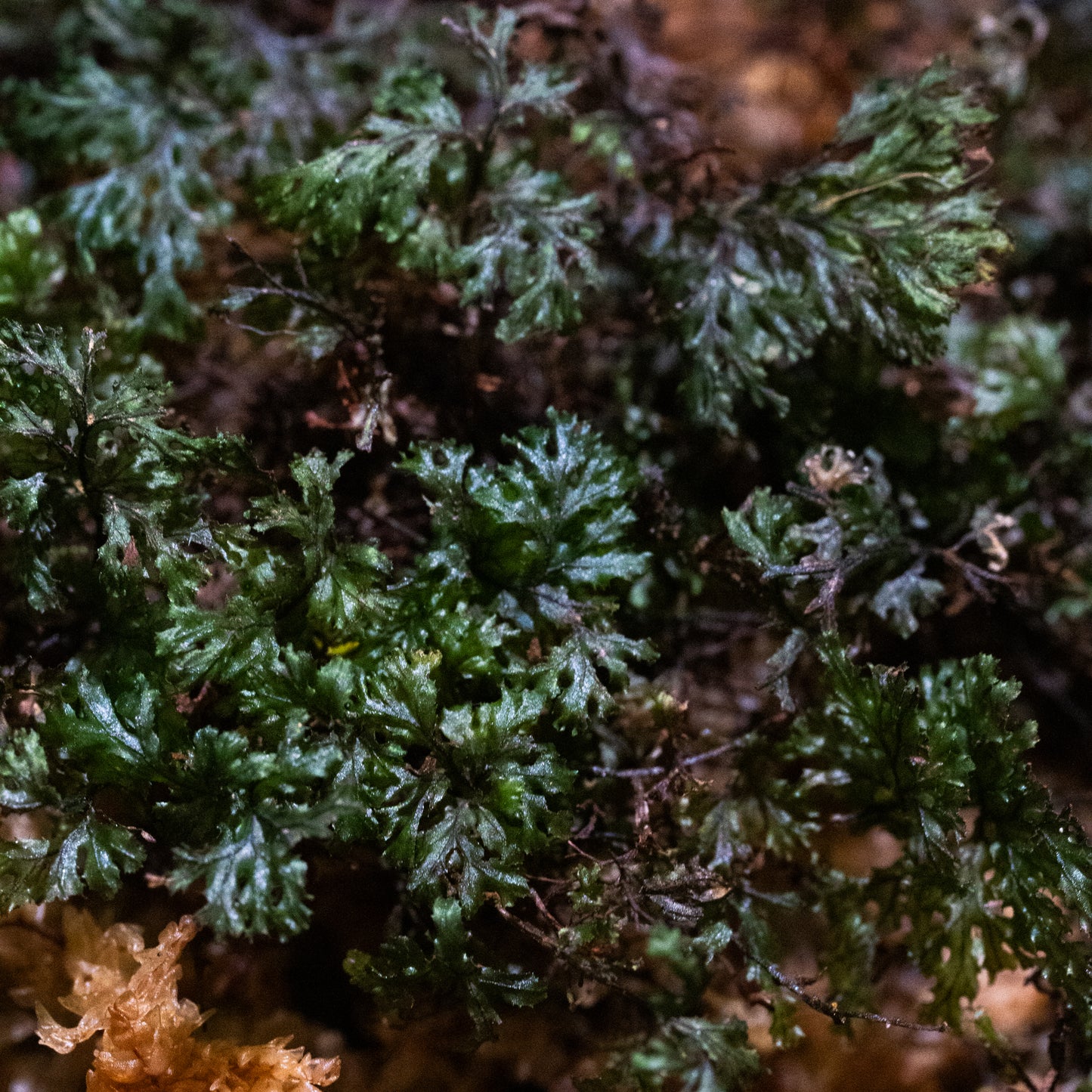 Crepidomanes/syn.Trichomanes sp.