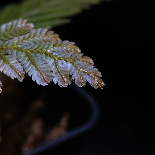 Selaginella sp.