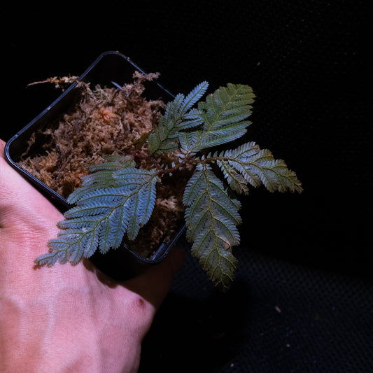Selaginella sp.