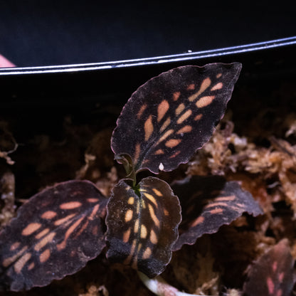 Cystorchis cf. stenoglossa