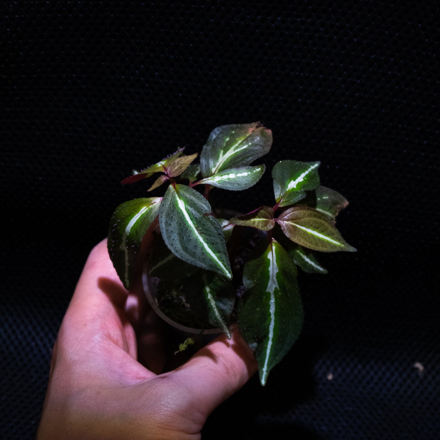 Sonerila sp. "Fluo / Lightning / White lines"